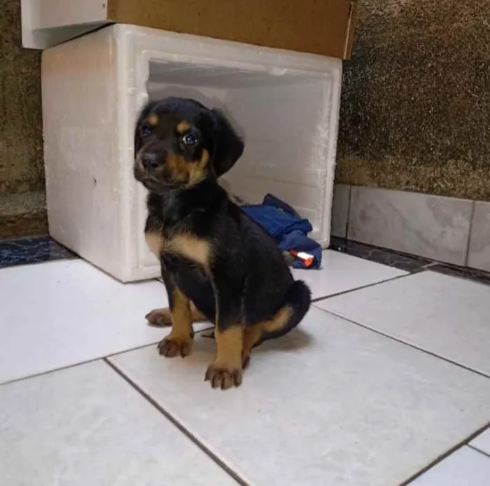Cachorro ra a SRD idade 2 a 6 meses nome Thor