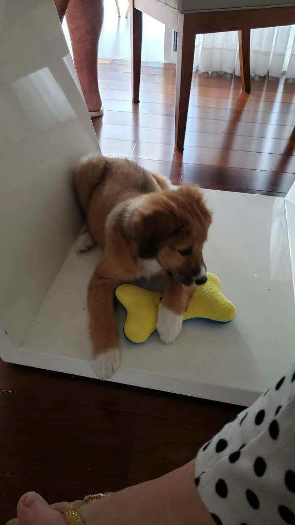 Cachorro ra a Vira lata com labrador  idade 2 a 6 meses nome Meg