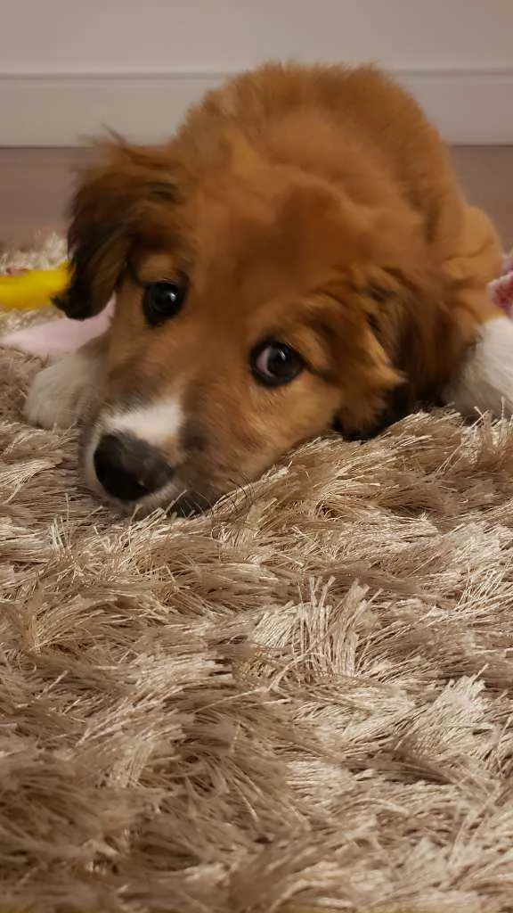 Cachorro ra a Vira lata com labrador  idade 2 a 6 meses nome Meg