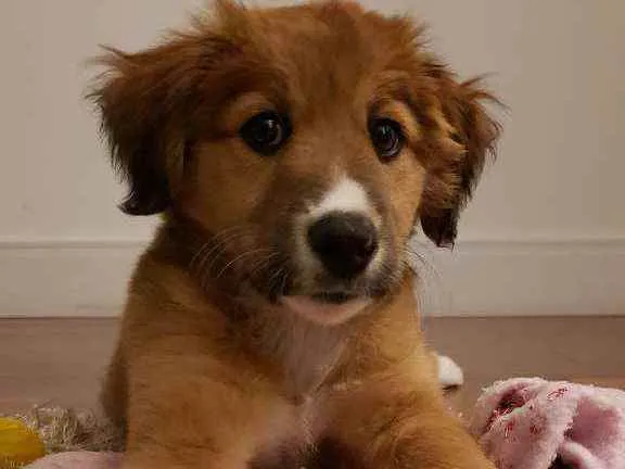 Cachorro ra a Vira lata com labrador  idade 2 a 6 meses nome Meg