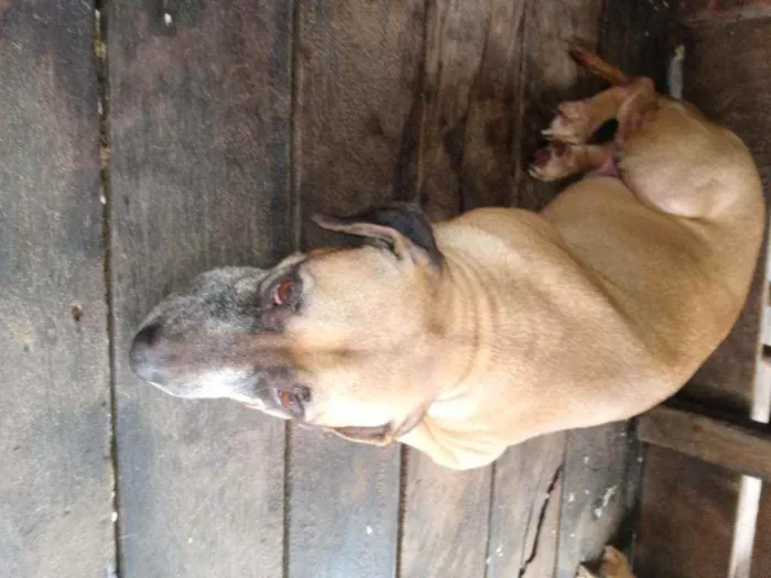 Cachorro ra a  idade 2 a 6 meses nome Linda e Zaia