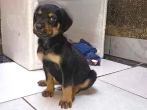 Cachorro raça SRD idade 2 a 6 meses nome Thor