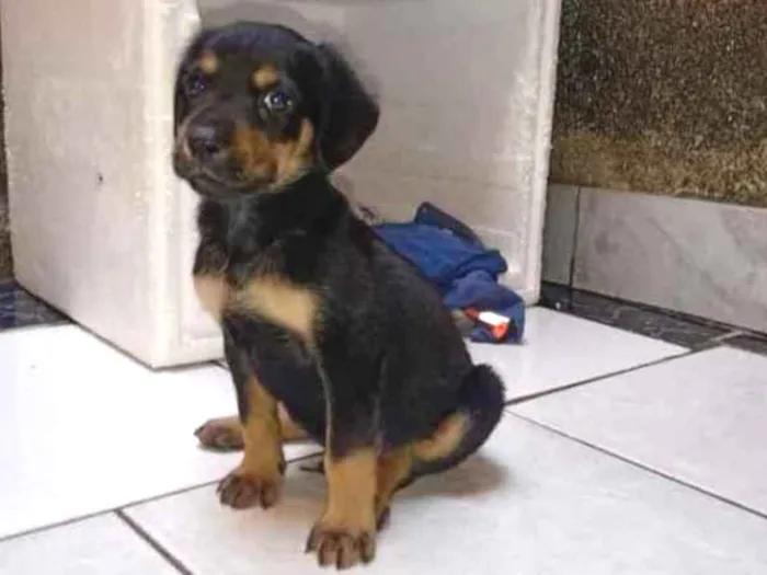 Cachorro ra a SRD idade 2 a 6 meses nome Thor