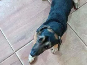 Cachorro raça Sem raça definida idade 1 ano nome Francisco
