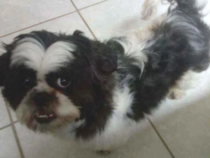 Cachorro raça Shitzu idade 3 anos nome Timoteo