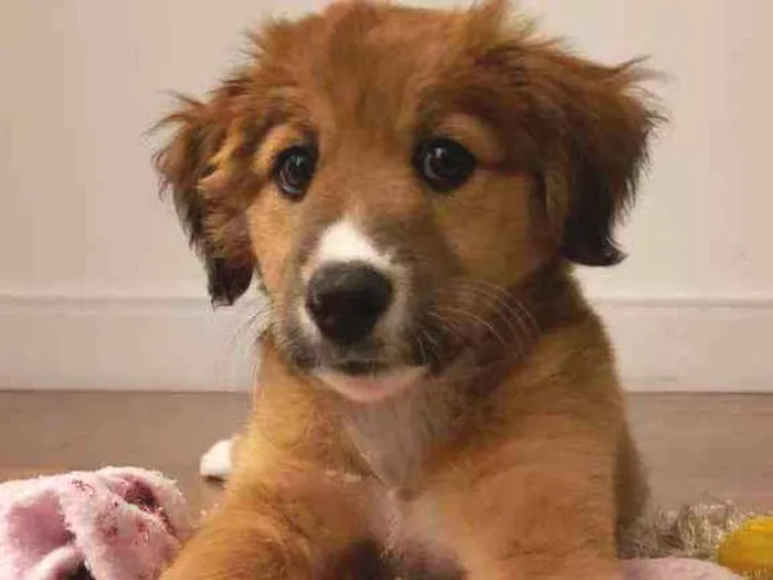 Cachorro ra a Vira lata com labrador  idade 2 a 6 meses nome Meg