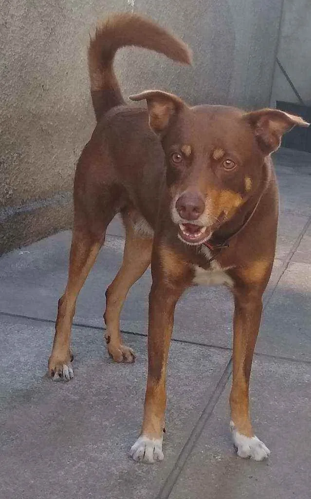 Cachorro ra a Mestiço  idade 6 ou mais anos nome Thor