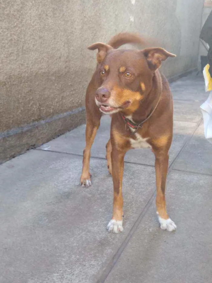 Cachorro ra a Mestiço  idade 6 ou mais anos nome Thor