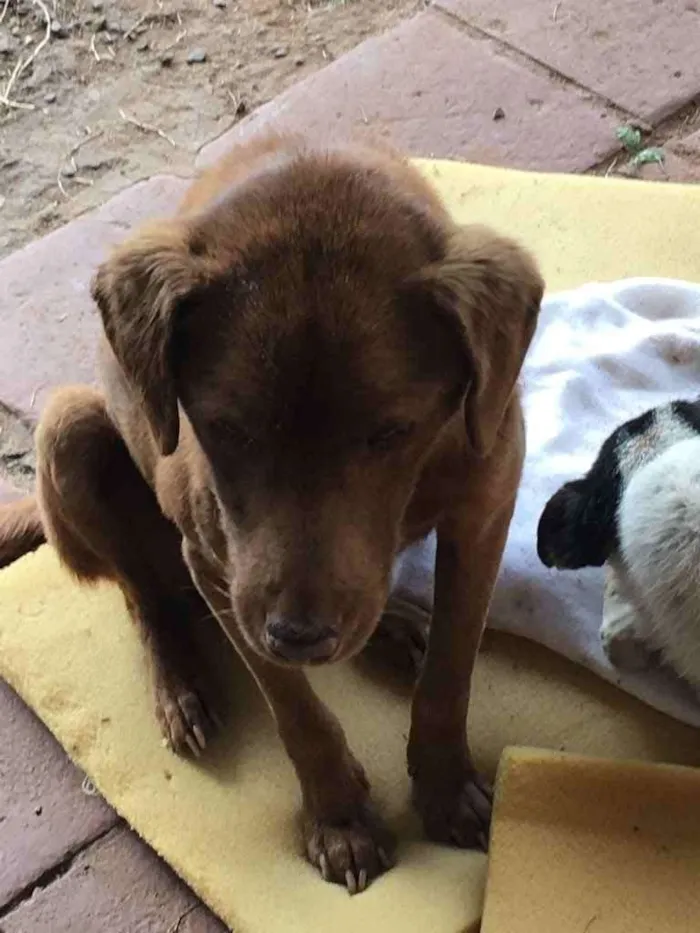 Cachorro ra a Vira lata idade 6 ou mais anos nome Bombom