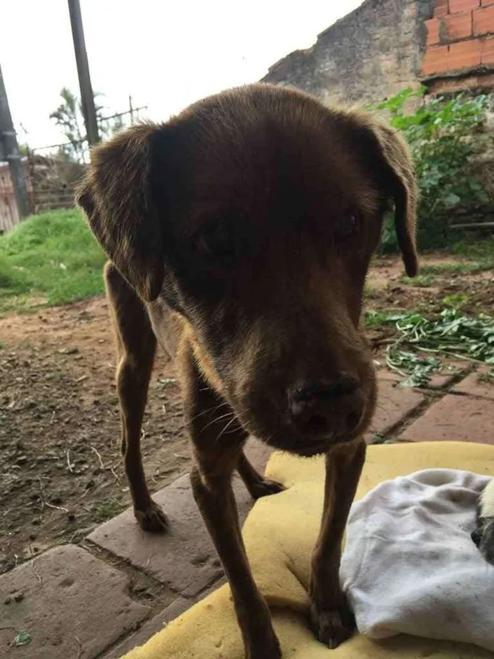 Cachorro ra a Vira lata idade 6 ou mais anos nome Bombom