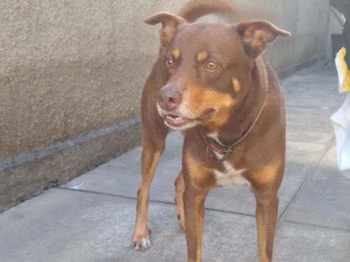 Cachorro ra a Mestiço  idade 6 ou mais anos nome Thor