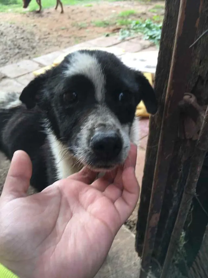 Cachorro ra a Vira lata idade 3 anos nome Sem nome