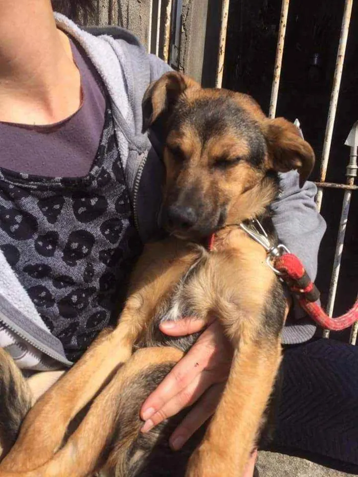 Cachorro ra a SRD idade 7 a 11 meses nome Irmãos filhotes