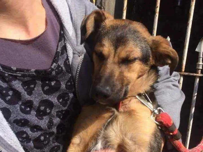 Cachorro ra a SRD idade 7 a 11 meses nome Irmãos filhotes