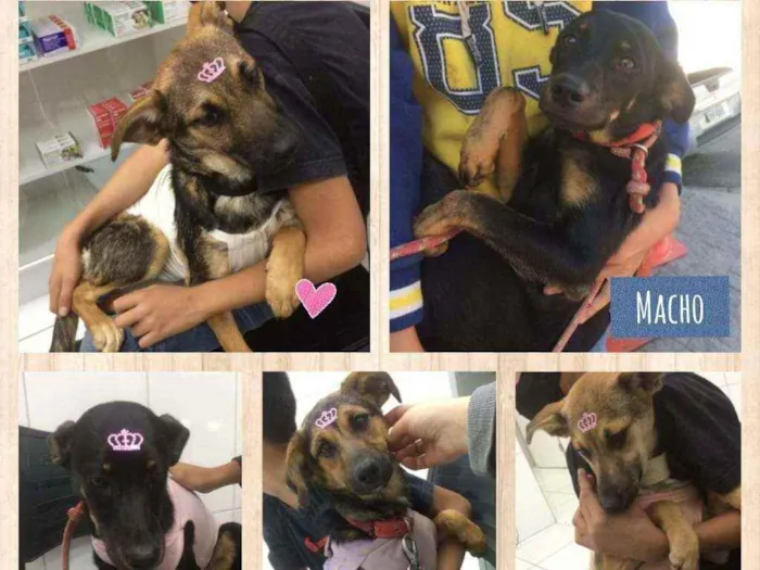 Cachorro ra a SRD idade 7 a 11 meses nome Irmãos filhotes