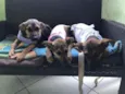 Irmãos filhotes