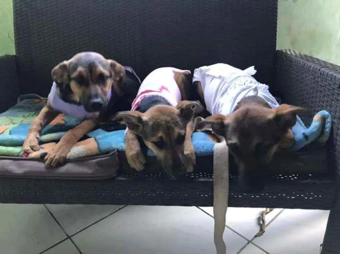Cachorro ra a SRD idade 7 a 11 meses nome Irmãos filhotes