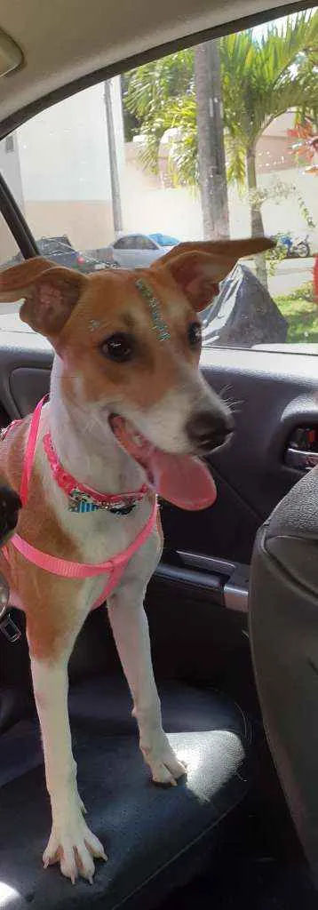 Cachorro raça SRD idade 1 ano nome Isa