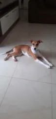 Isa