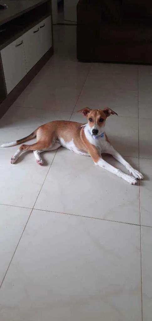 Cachorro raça SRD idade 1 ano nome Isa