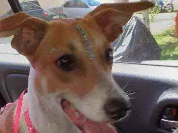 Cachorro raça SRD idade 1 ano nome Isa
