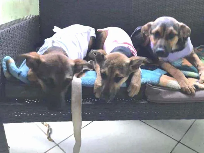 Cachorro ra a SRD idade 7 a 11 meses nome Irmãos filhotes