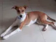 Isa