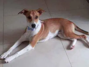 Cachorro raça SRD idade 1 ano nome Isa