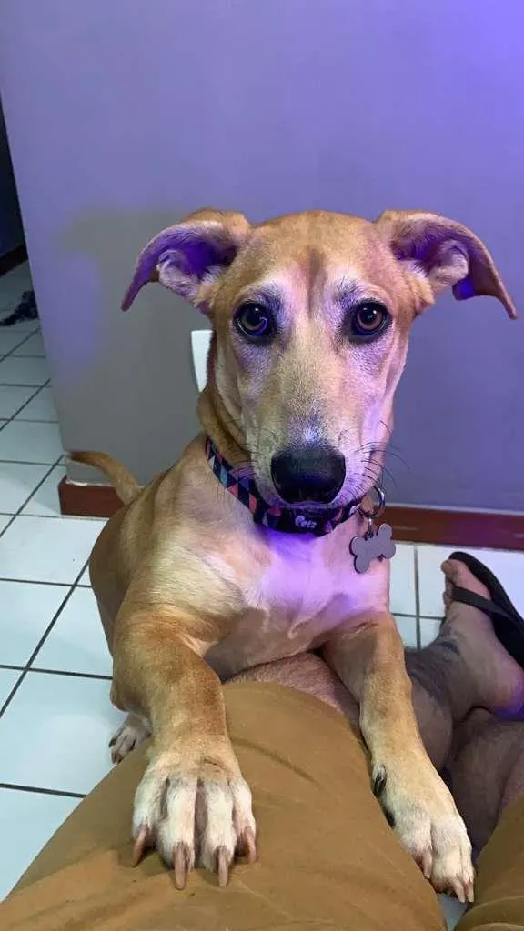Cachorro ra a SRD-ViraLata idade 7 a 11 meses nome Max
