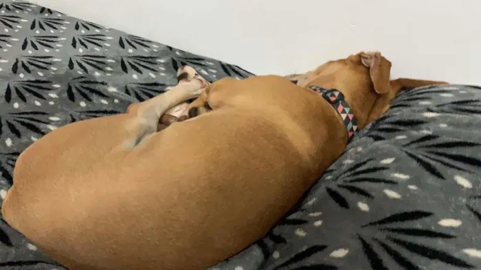 Cachorro ra a SRD-ViraLata idade 7 a 11 meses nome Max