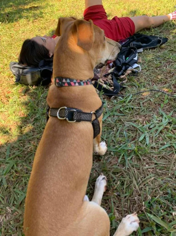 Cachorro ra a SRD-ViraLata idade 7 a 11 meses nome Max