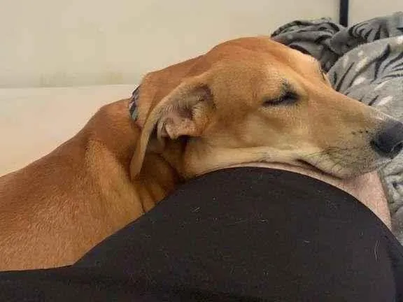 Cachorro ra a SRD-ViraLata idade 7 a 11 meses nome Max