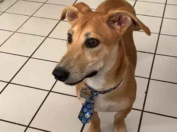 Cachorro ra a SRD-ViraLata idade 7 a 11 meses nome Max