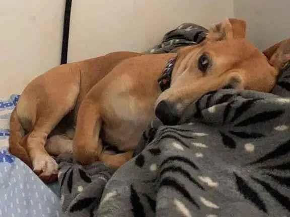 Cachorro ra a SRD-ViraLata idade 7 a 11 meses nome Max