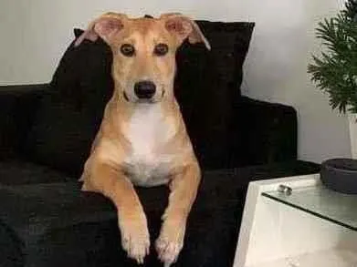 Cachorro ra a SRD-ViraLata idade 7 a 11 meses nome Max