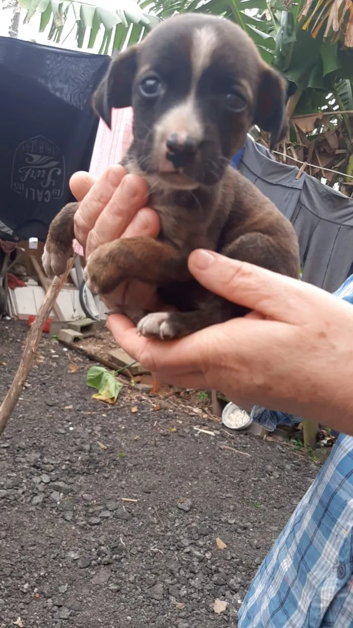 Cachorro ra a SRD idade 2 a 6 meses nome Tita