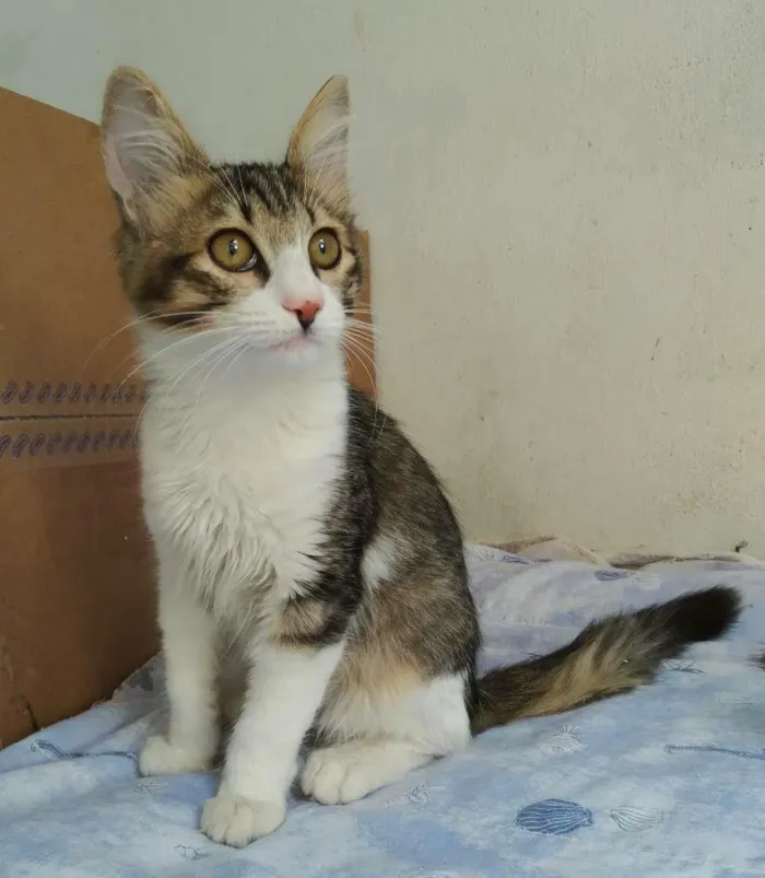 Gato ra a srd idade 2 a 6 meses nome Brenno
