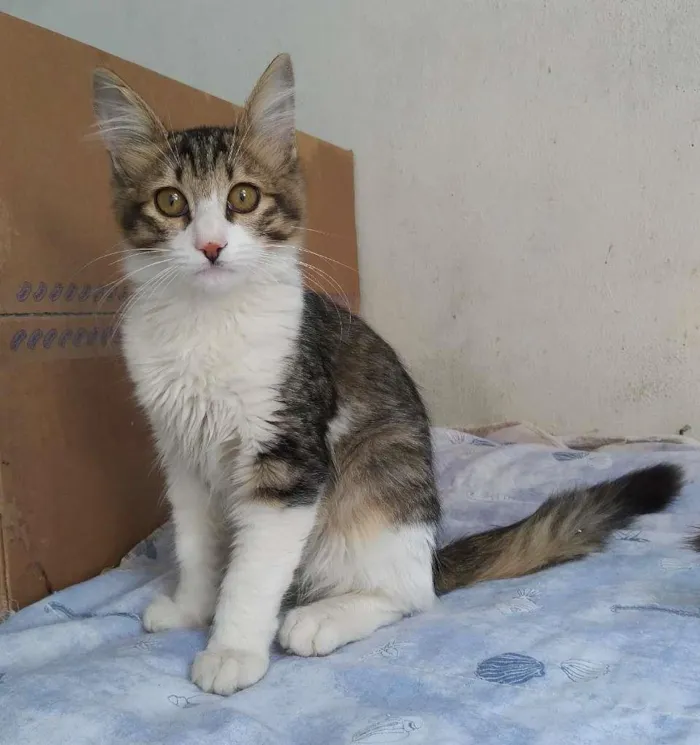 Gato ra a srd idade 2 a 6 meses nome Brenno