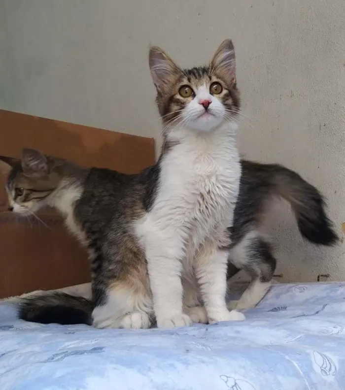 Gato ra a srd idade 2 a 6 meses nome Brenno