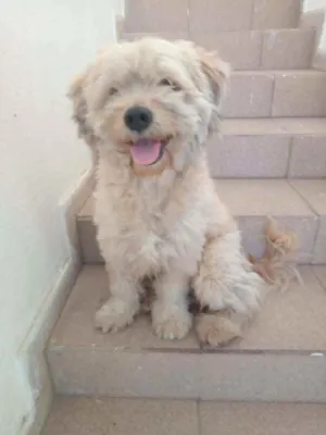 Cachorro raça Indefinida idade 1 ano nome Fred