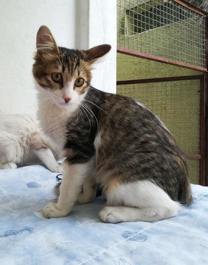 Gato ra a srd idade 2 a 6 meses nome Brenno