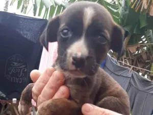 Cachorro raça SRD idade 2 a 6 meses nome Tita