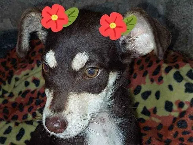 Cachorro raça Srd idade 2 a 6 meses nome Cacau
