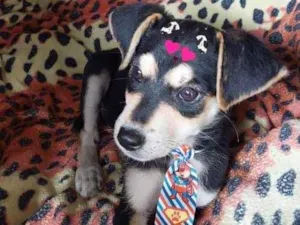 Cachorro raça Srd idade 2 a 6 meses nome Teddy