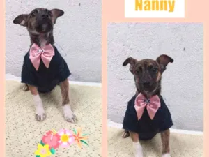 Cachorro raça Srd idade 2 a 6 meses nome Nanny