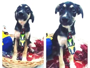 Cachorro raça Srd idade 2 a 6 meses nome Cookie