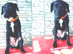 Cachorro raça Srd idade 1 ano nome Lana
