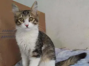 Gato raça srd idade 2 a 6 meses nome Brenno