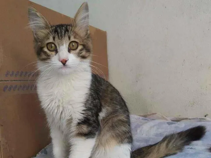 Gato ra a srd idade 2 a 6 meses nome Brenno
