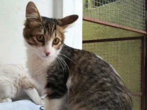 Gato raça srd idade 2 a 6 meses nome Brenno